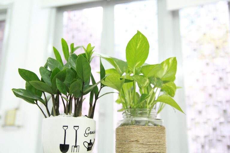 Essential Tips for Keeping Your Houseplants Healthy and Thriving